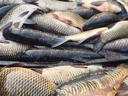 Реализуем пресноводную рыбу - VDALA.PRO