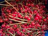 Продам ягоду калину (2,5 кг) ціна за все - VDALA.PRO - 1