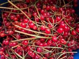 Продам ягоду калину (2,5 кг) ціна за все - VDALA.PRO