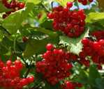 Продам ягоды калины - VDALA.PRO - 1