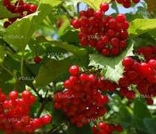 Продам ягоды калины - VDALA.PRO