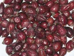 Шипшина сушена - VDALA.PRO