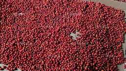 Сушена шипшина з Карпат - VDALA.PRO