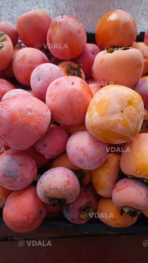 Хурма плоды со своего участка Хурма плоды со своего участка - VDALA.PRO