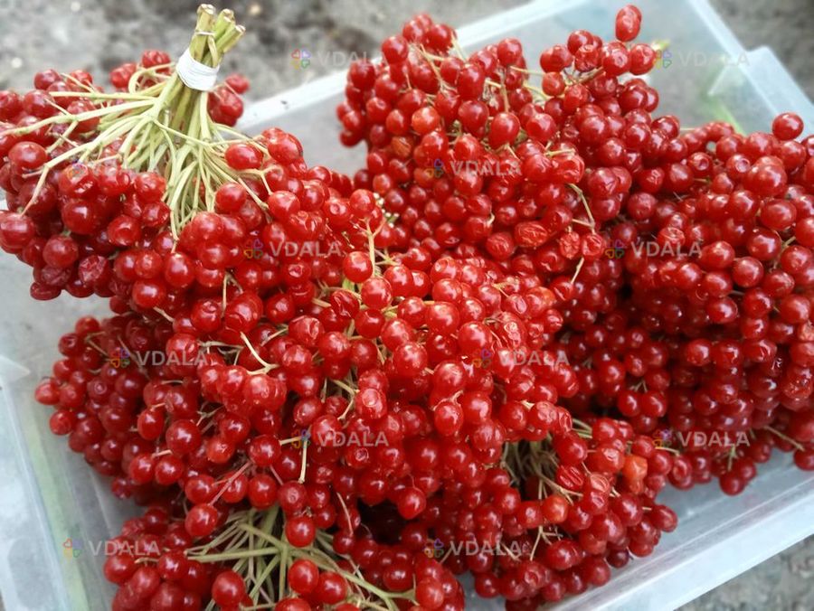 Калина крупна та солодка - VDALA.PRO