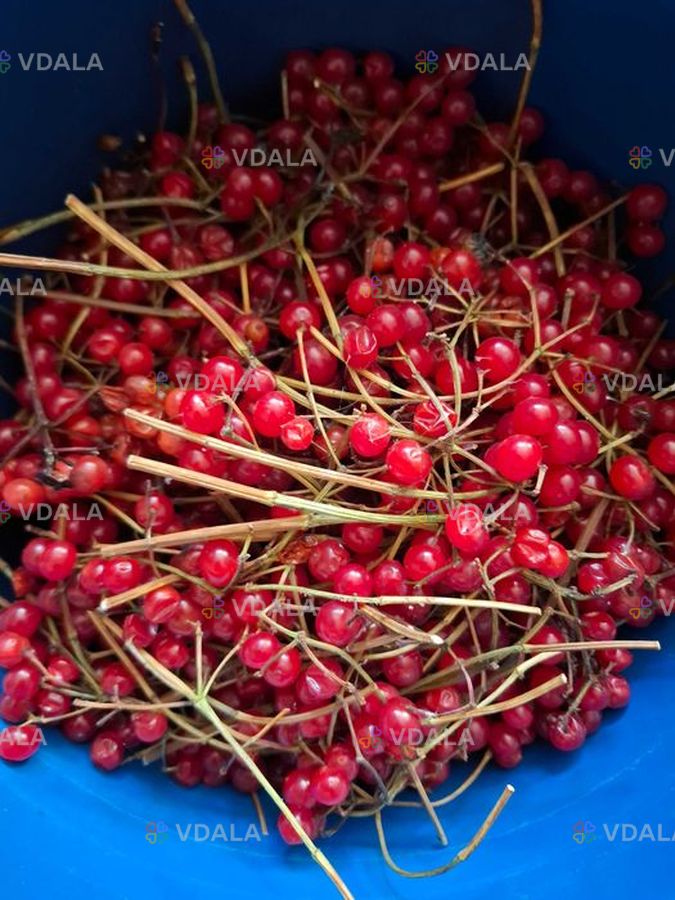 Продам ягоду калину (2,5 кг) ціна за все - VDALA.PRO