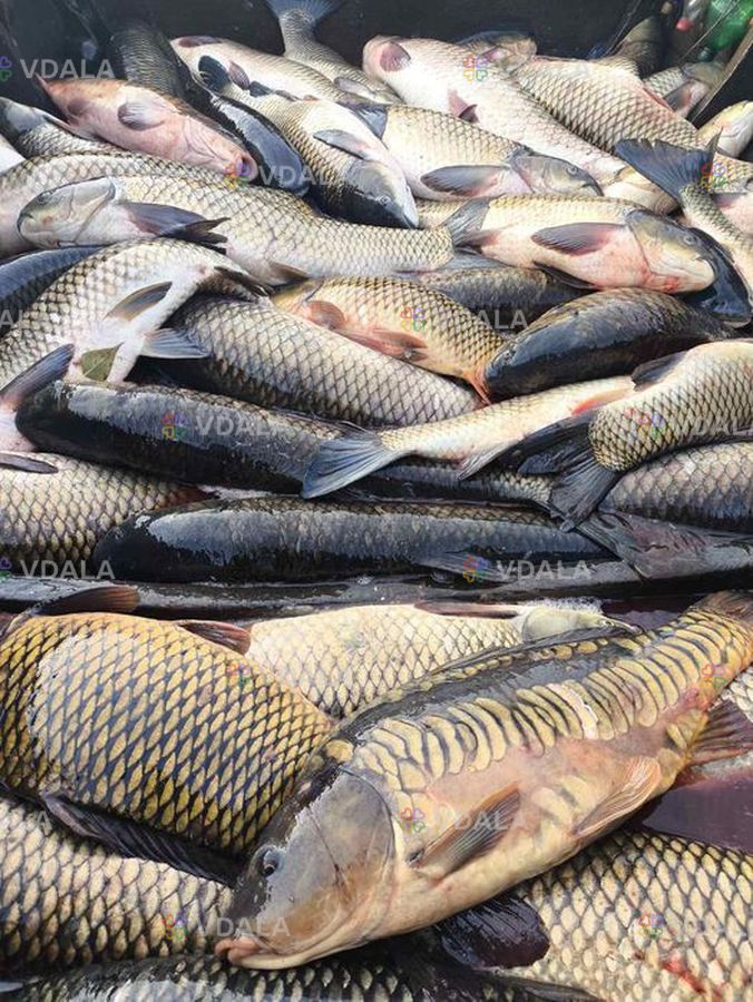 Реализуем пресноводную рыбу - VDALA.PRO