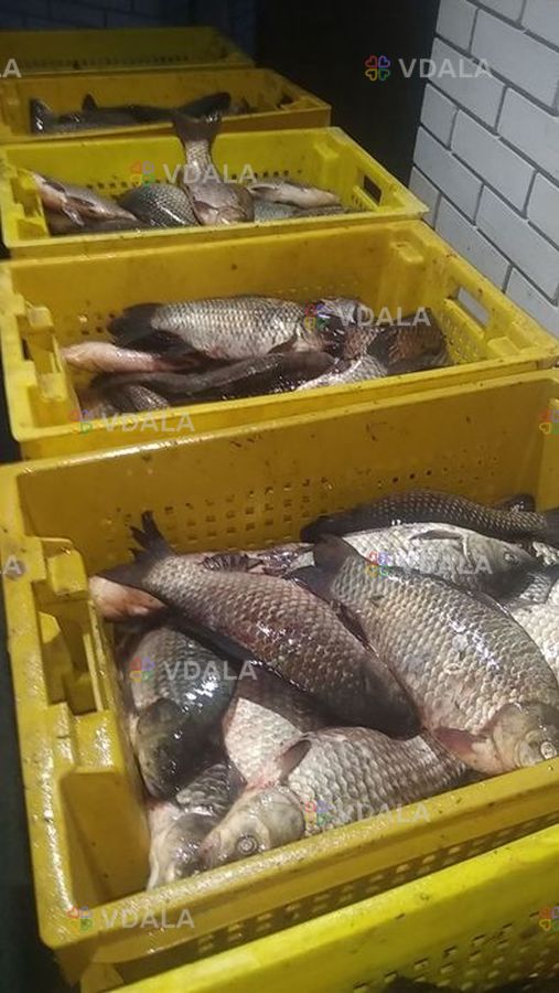 Рыба свежая ОПТ Карась Толстолоб Карп. С доставкой. - VDALA.PRO