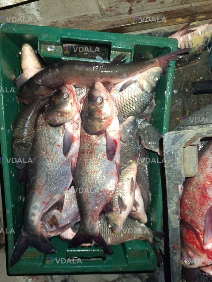 В продаж Свежая рыба - VDALA.PRO