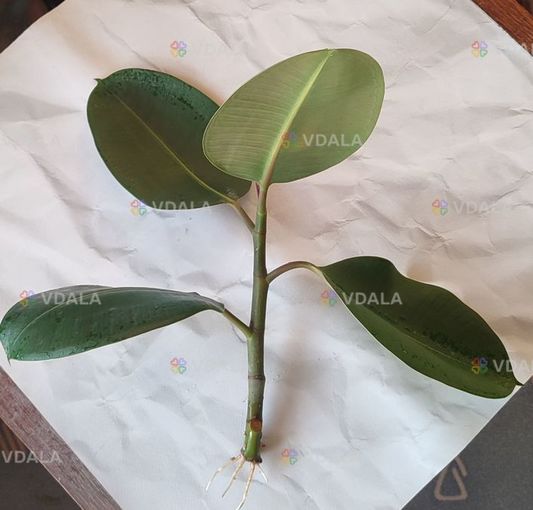 Живці фікуса Робуста Живці фікуса Робуста - VDALA.PRO