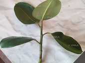 Живці фікуса Робуста - 1 Живці фікуса Робуста - VDALA.PRO - 1