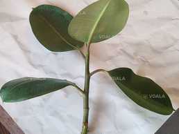 Живці фікуса Робуста - VDALA.PRO