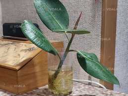 Живці фікуса Робуста - VDALA.PRO