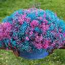 Магазин цветов Днепр Купить цветы Днепр сравнить цены - VDALA.PRO - 7