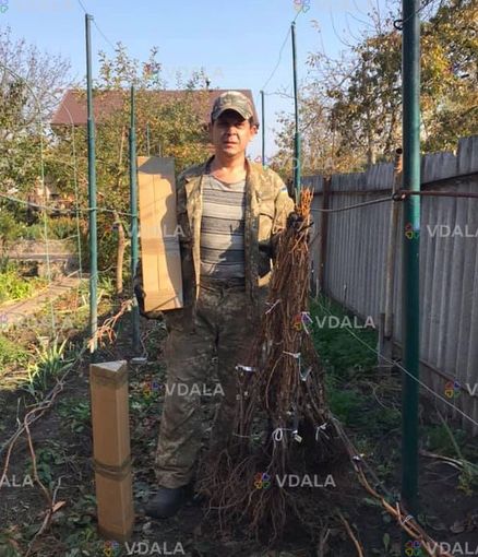 Виноград для соку та вина (саджанці технічних сортів) Виноград для соку та вина (саджанці технічних сортів) - VDALA.PRO