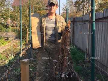 Виноград для соку та вина (саджанці технічних сортів) - VDALA.PRO