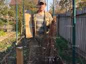 Виноград для соку та вина (саджанці технічних сортів) - 1 Виноград для соку та вина (саджанці технічних сортів) - VDALA.PRO - 1