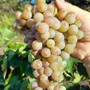 Виноград для соку та вина (саджанці технічних сортів) - 2 Виноград для соку та вина (саджанці технічних сортів) - VDALA.PRO - 2