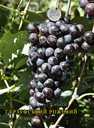 Виноград для соку та вина (саджанці технічних сортів) - 3 Виноград для соку та вина (саджанці технічних сортів) - VDALA.PRO - 3