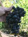 Виноград для соку та вина (саджанці технічних сортів) - 5 Виноград для соку та вина (саджанці технічних сортів) - VDALA.PRO - 5