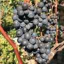 Виноград для соку та вина (саджанці технічних сортів) - 8 Виноград для соку та вина (саджанці технічних сортів) - VDALA.PRO - 8