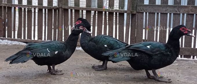 Мускусні качки Мускусні качки - VDALA.PRO