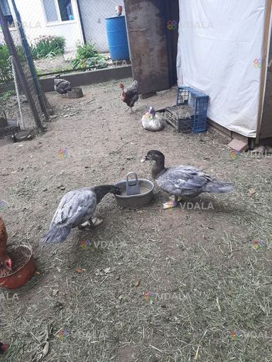 Утята и утки. Шипуны, молчуны. Утята и утки. Шипуны, молчуны. - VDALA.PRO