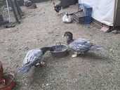 Утята и утки. Шипуны, молчуны. - 1 Утята и утки. Шипуны, молчуны. - VDALA.PRO - 1