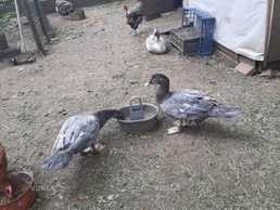 Утята и утки. Шипуны, молчуны. - VDALA.PRO