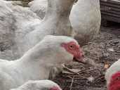 Мускусные утки (утки,селезни) - VDALA.PRO - 1