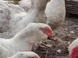 Мускусные утки (утки,селезни) - VDALA.PRO