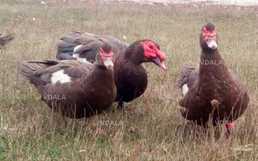 Мускусные утки на племя - VDALA.PRO