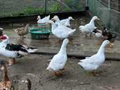 Домашнее инкубационное яйцо белой утки Орвия - VDALA.PRO - 1