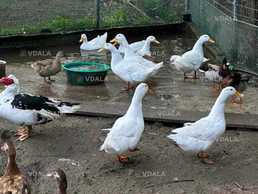 Домашнее инкубационное яйцо белой утки Орвия - VDALA.PRO