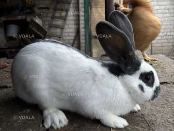 Кролі кроленята колиці - VDALA.PRO