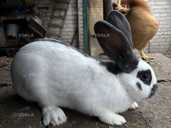 Кролі кроленята колиці - VDALA.PRO - 1