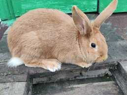 Кролі - VDALA.PRO