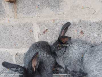 Кролики чистопородних - VDALA.PRO