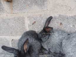 Кролики чистопородних - VDALA.PRO