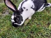 Продам кролика 6 міс - VDALA.PRO - 1