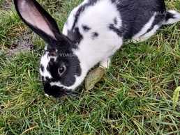 Продам кролика 6 міс - VDALA.PRO