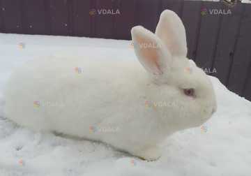 Кролики Новозеландські білі - VDALA.PRO