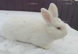 Кролики Новозеландські білі - VDALA.PRO