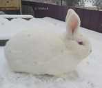 Кролики Новозеландські білі - VDALA.PRO - 2