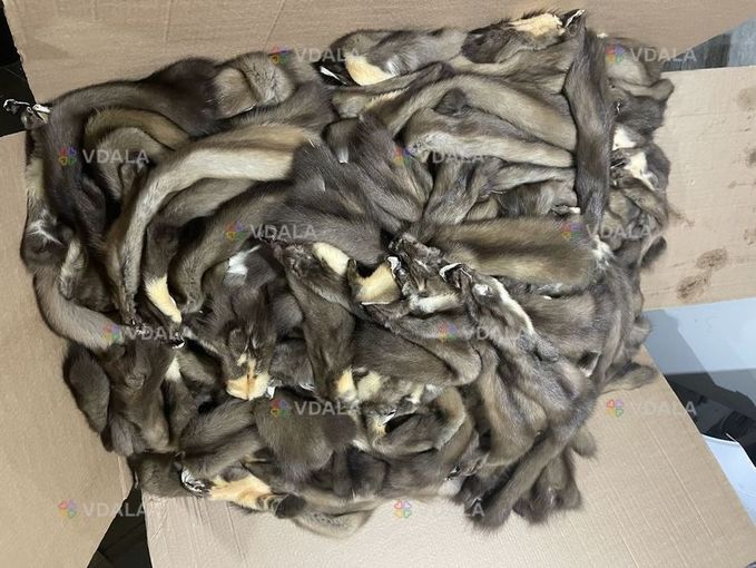 Шкіри куниці вичинені декілька сотень Шкіри куниці вичинені декілька сотень - VDALA.PRO
