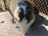 Продам нутр-й, Самцы семимесячные. Продам нутр-й, Самцы семимесячные. - VDALA.PRO - 1