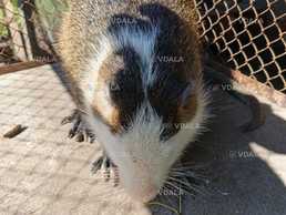 Продам нутр-й, Самцы семимесячные. - VDALA.PRO