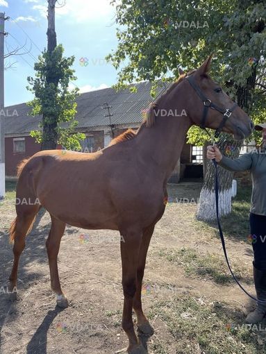 Продам лошадь, кобила Продам лошадь, кобила - VDALA.PRO