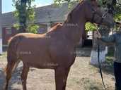 Продам лошадь, кобила - 1 Продам лошадь, кобила - VDALA.PRO - 1