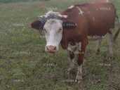 Корова, гарна, молода - VDALA.PRO - 1